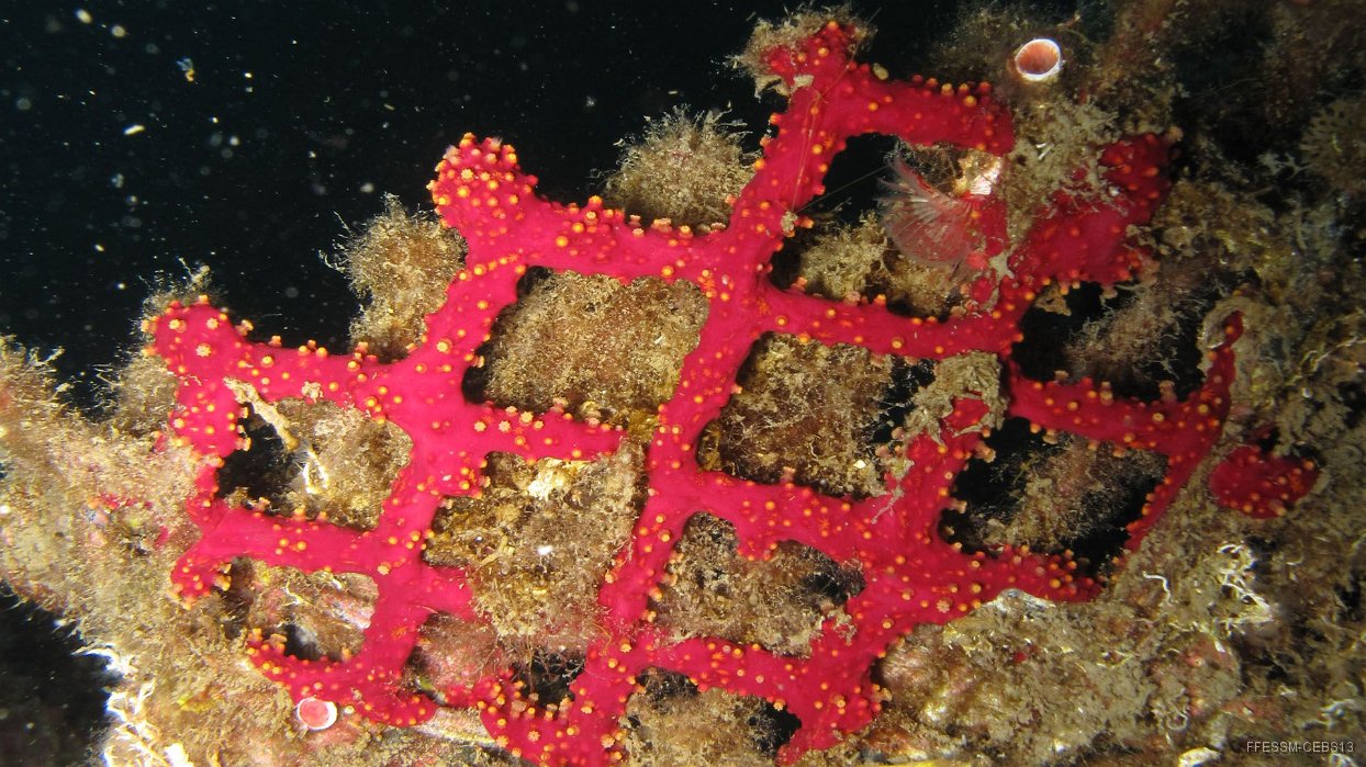 050 Alcyon encroutant (Alcyonium coralloides).JPG - Alcyon encroutant (Alcyonium coralloides)